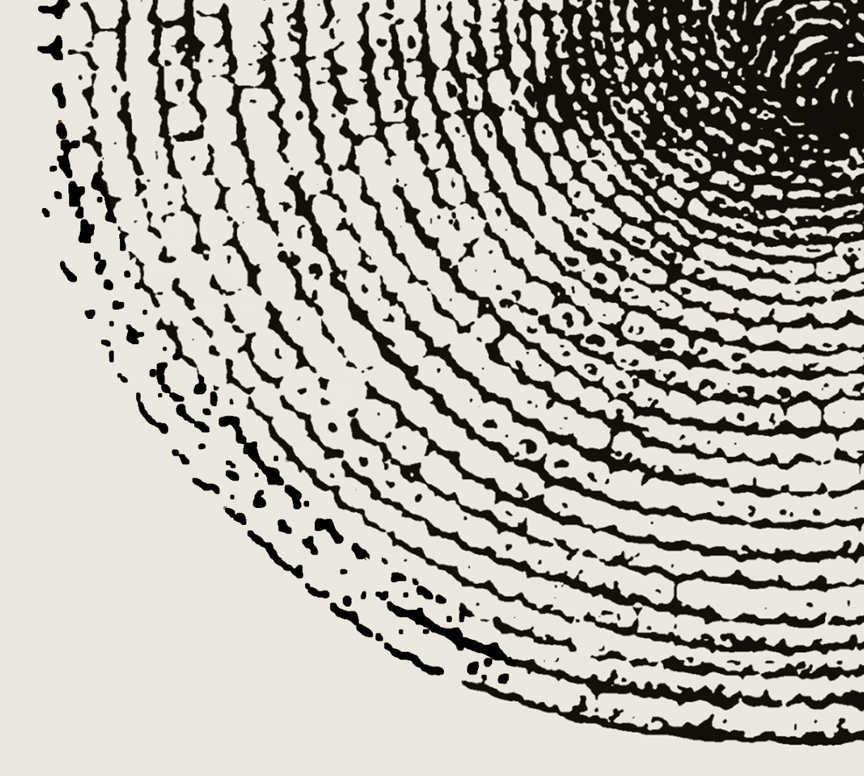 Ammonite | 08 | Fine Art Print