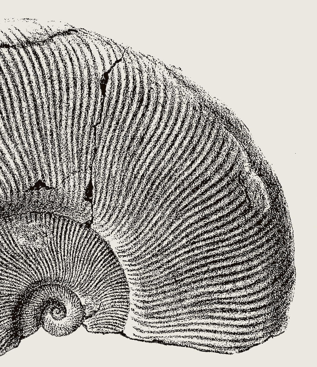 Ammonite | 07 | Fine Art Print