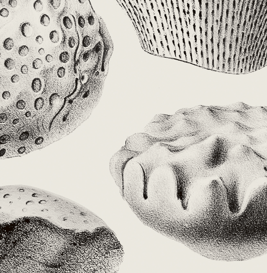 Ammonite | 04 | Fine Art Print