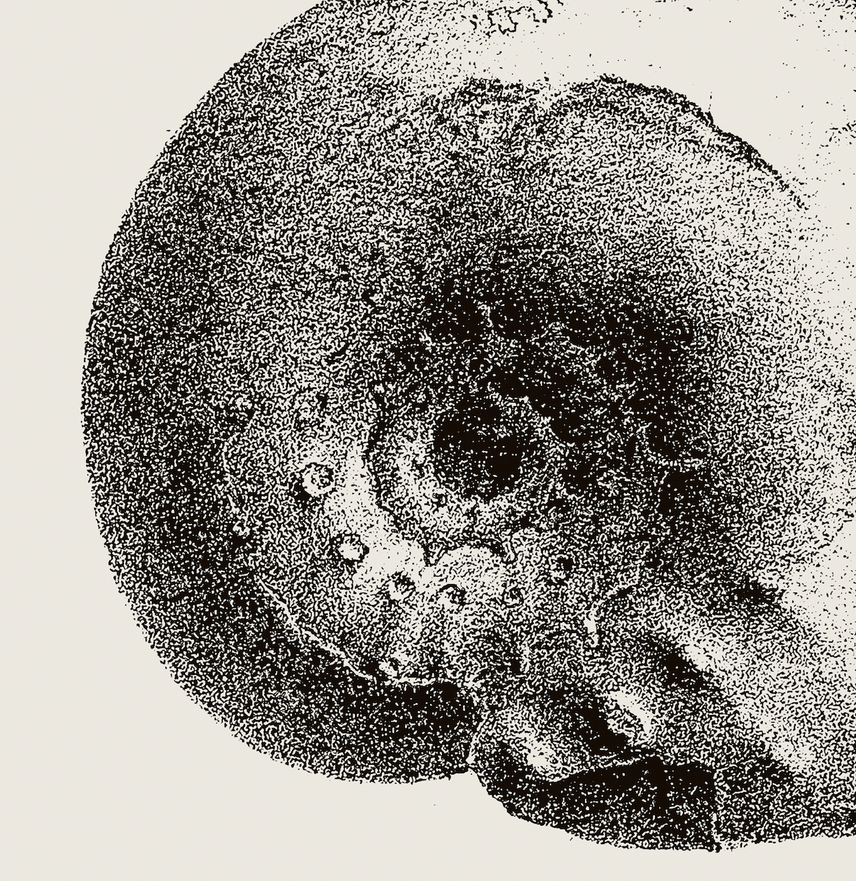 Ammonite | 03 | Fine Art Print