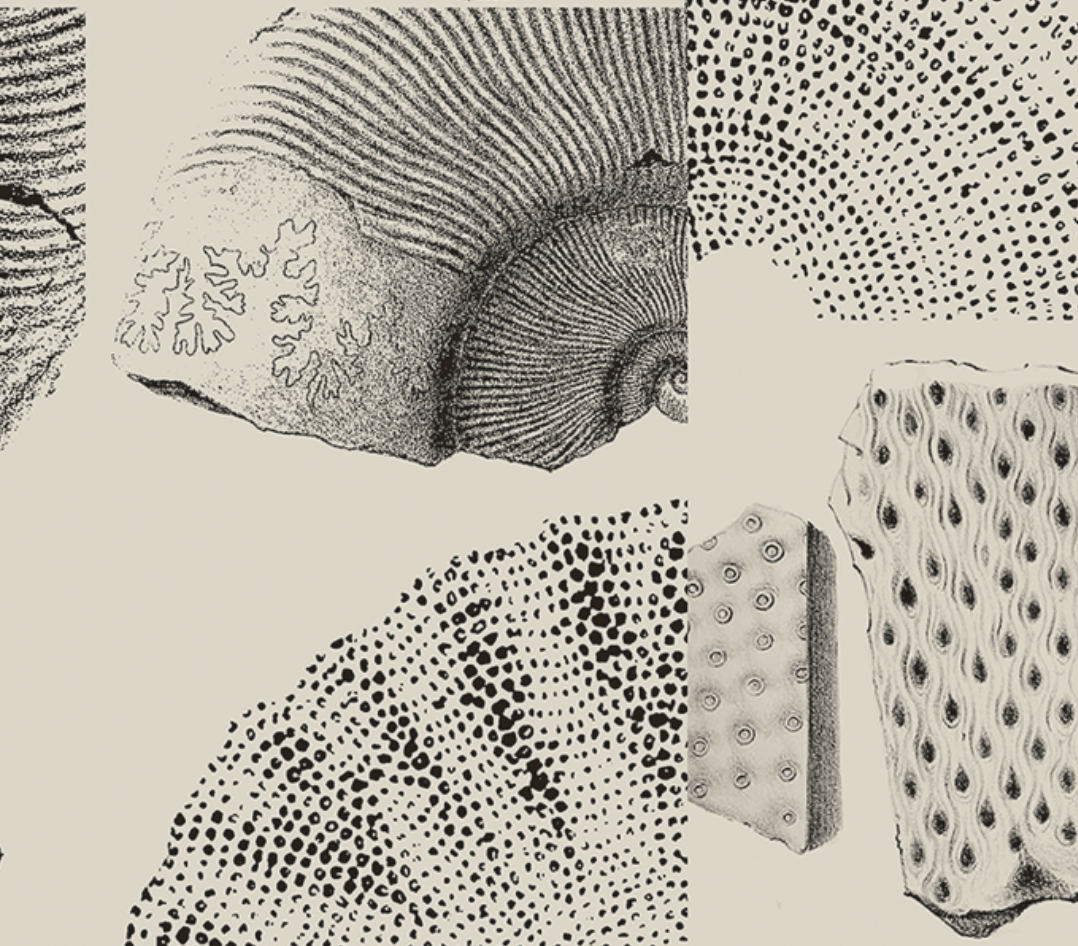 Ammonite | 09 | Fine Art Print