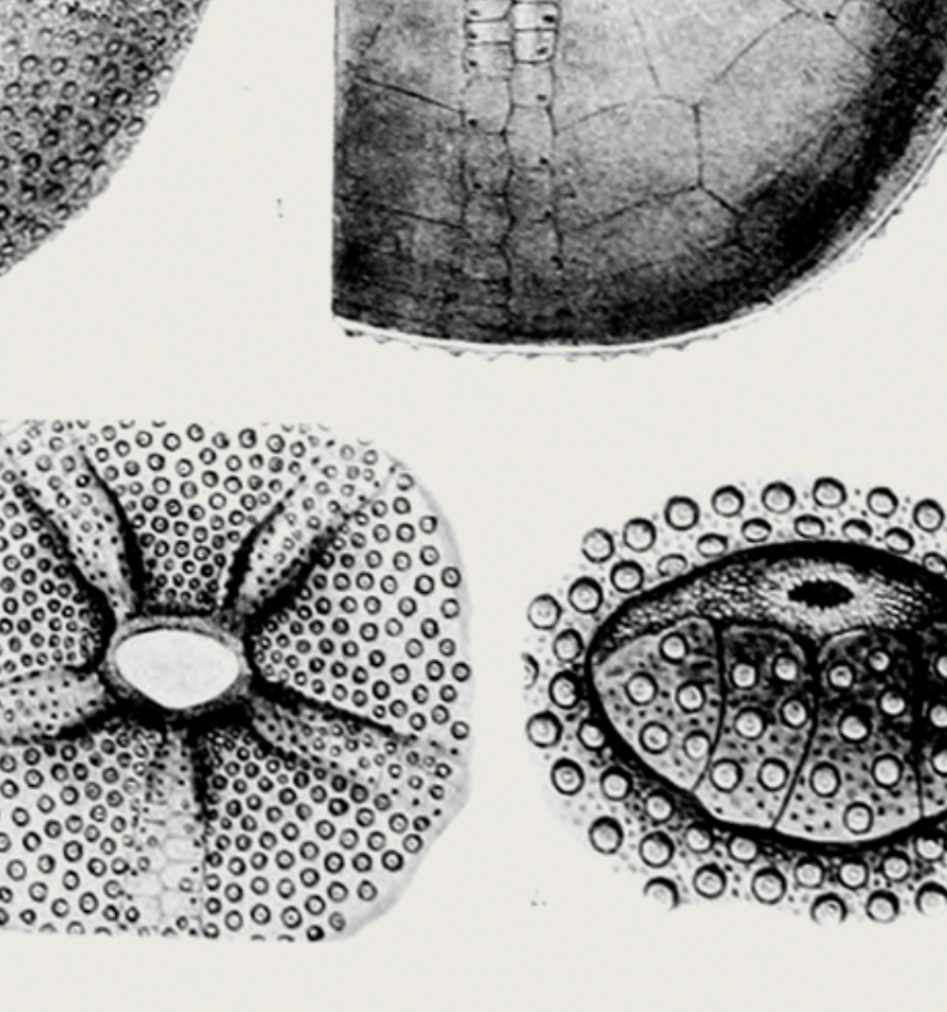 Ammonite | 11 | Fine Art Print