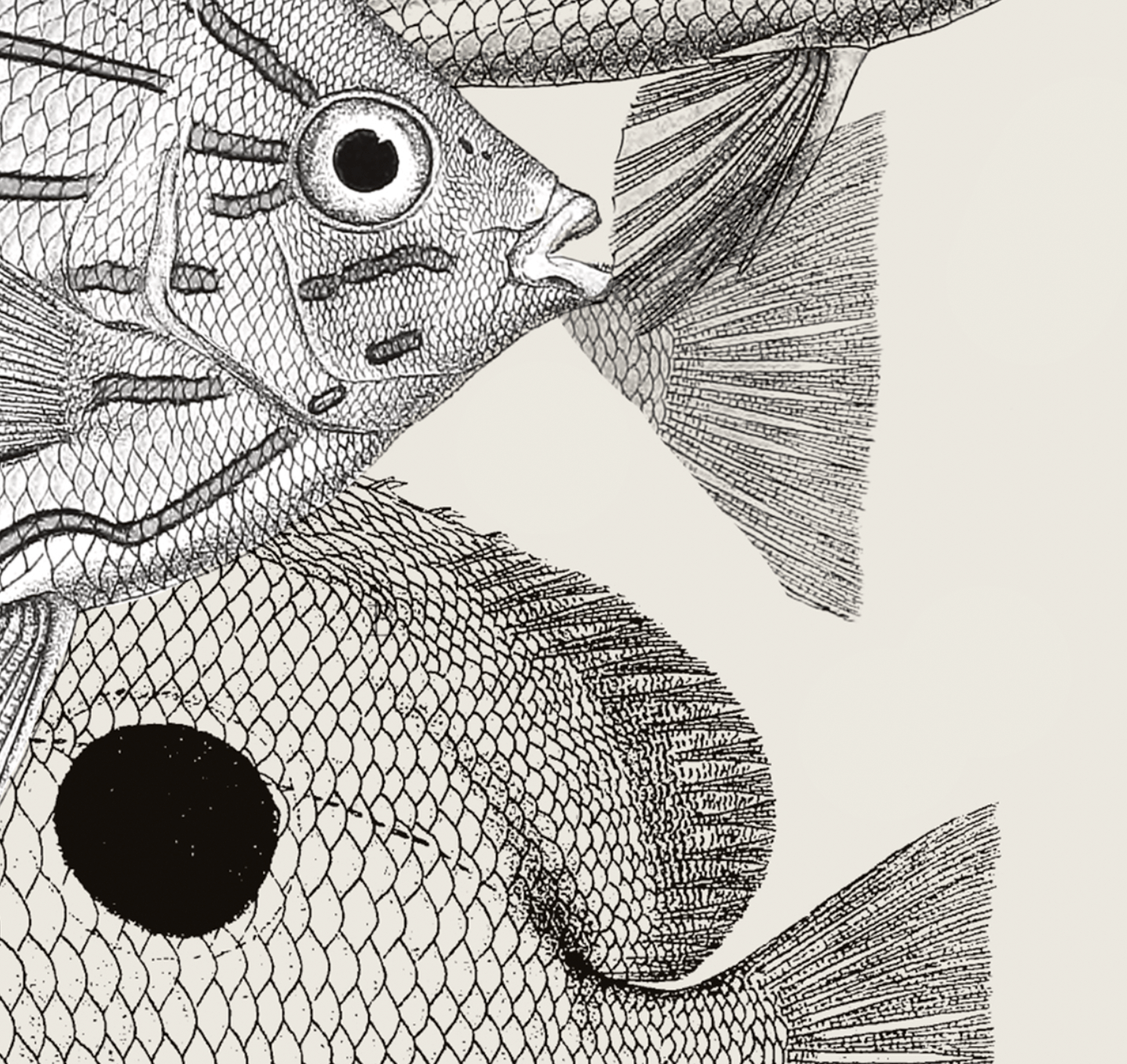 Pisces | 12 | Fine Art Print