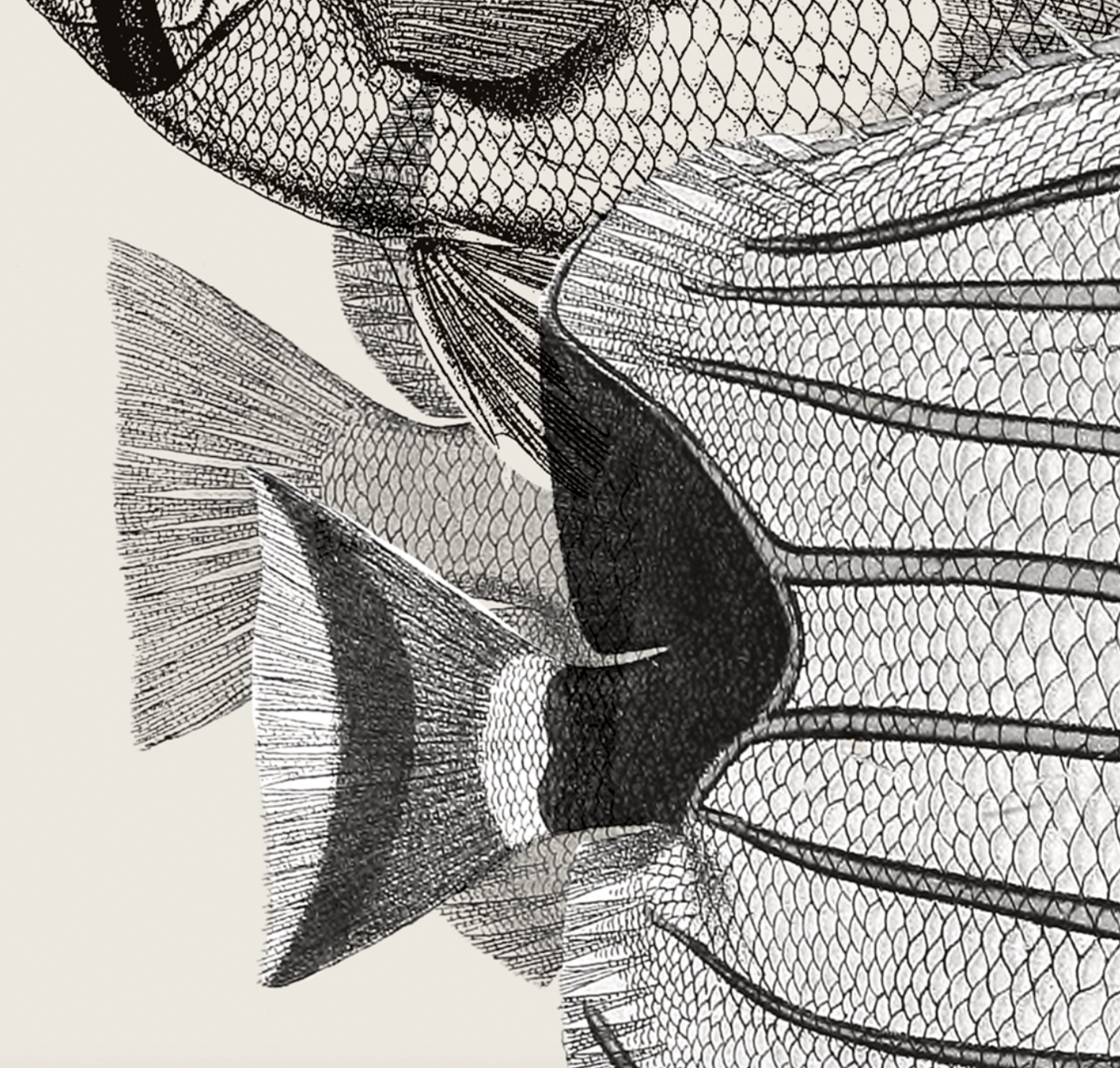 Pisces | 12 | Fine Art Print