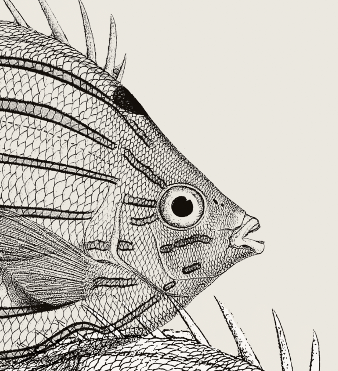Pisces | 12 | Fine Art Print