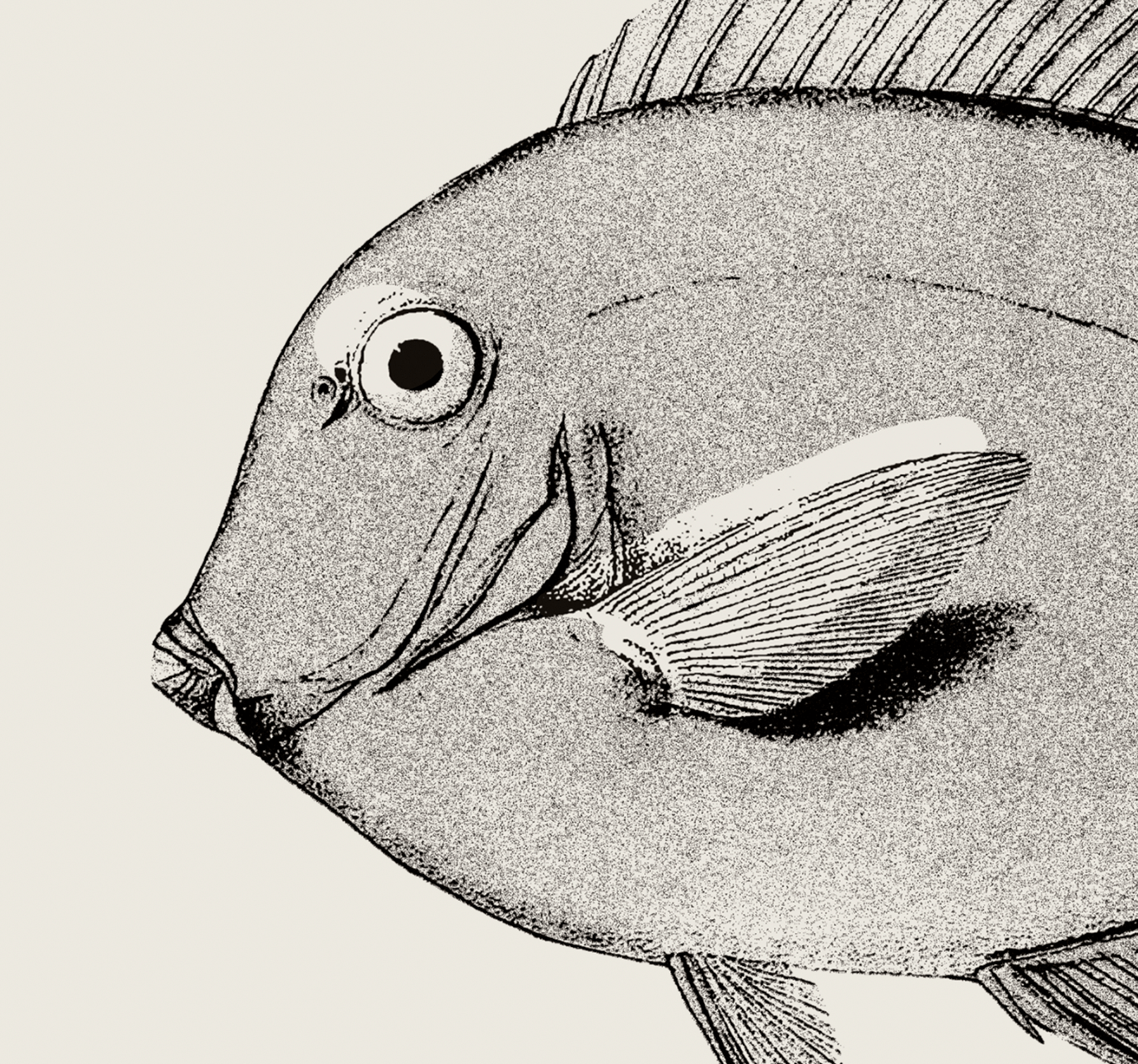 Pisces | 08 | Fine Art Print