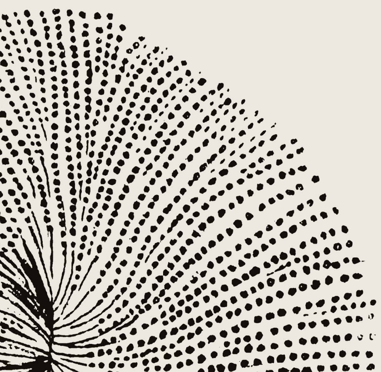 Ammonite | 08 | Fine Art Print