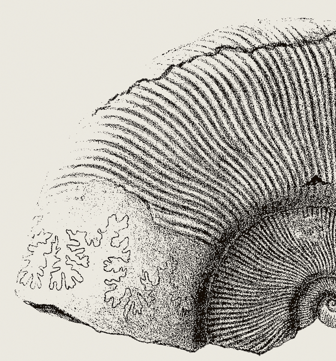 Ammonite | 07 | Fine Art Print