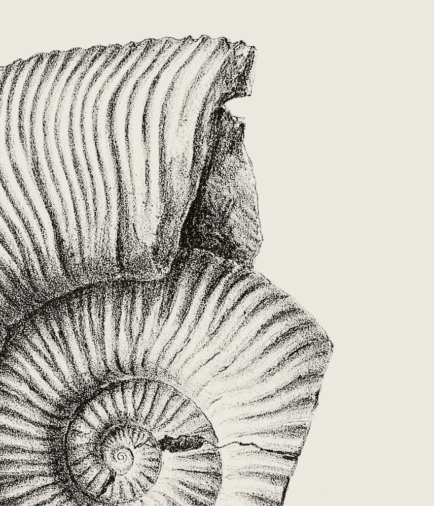 Ammonite | 06 | Fine Art Print