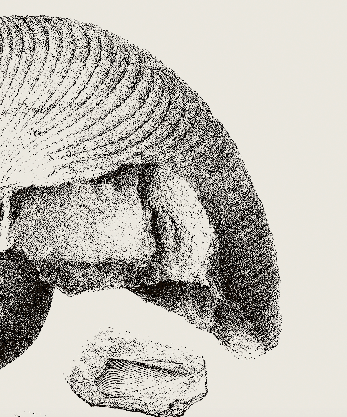 Ammonite | 05 | Fine Art Print