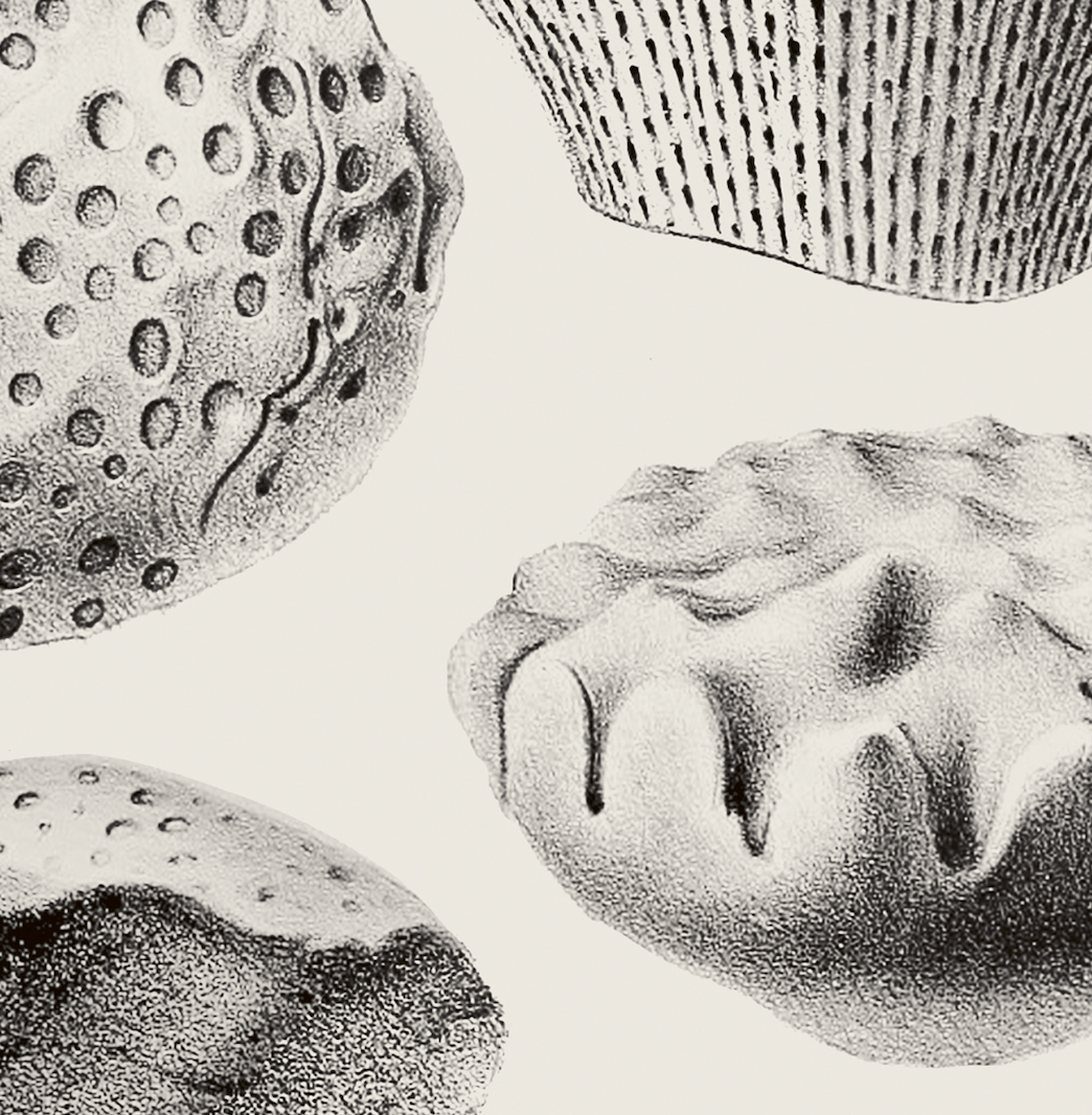 Ammonite | 04 | Fine Art Print