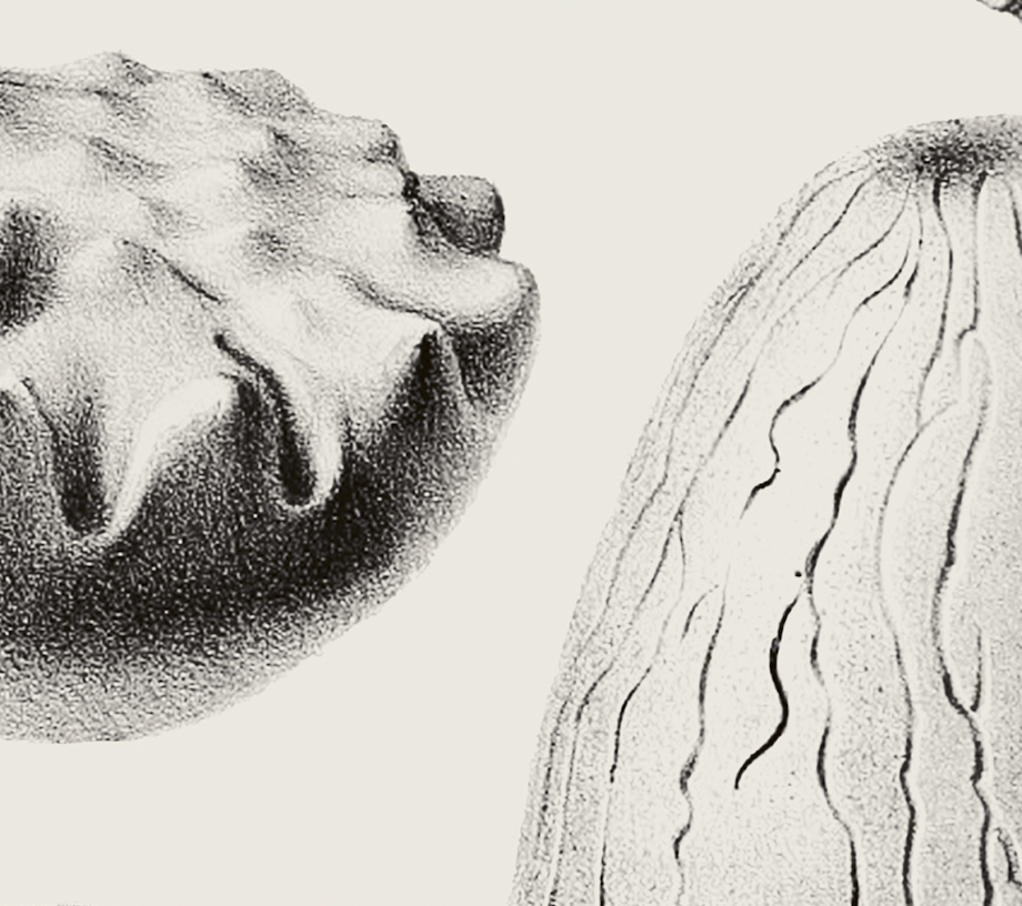 Ammonite | 04 | Fine Art Print