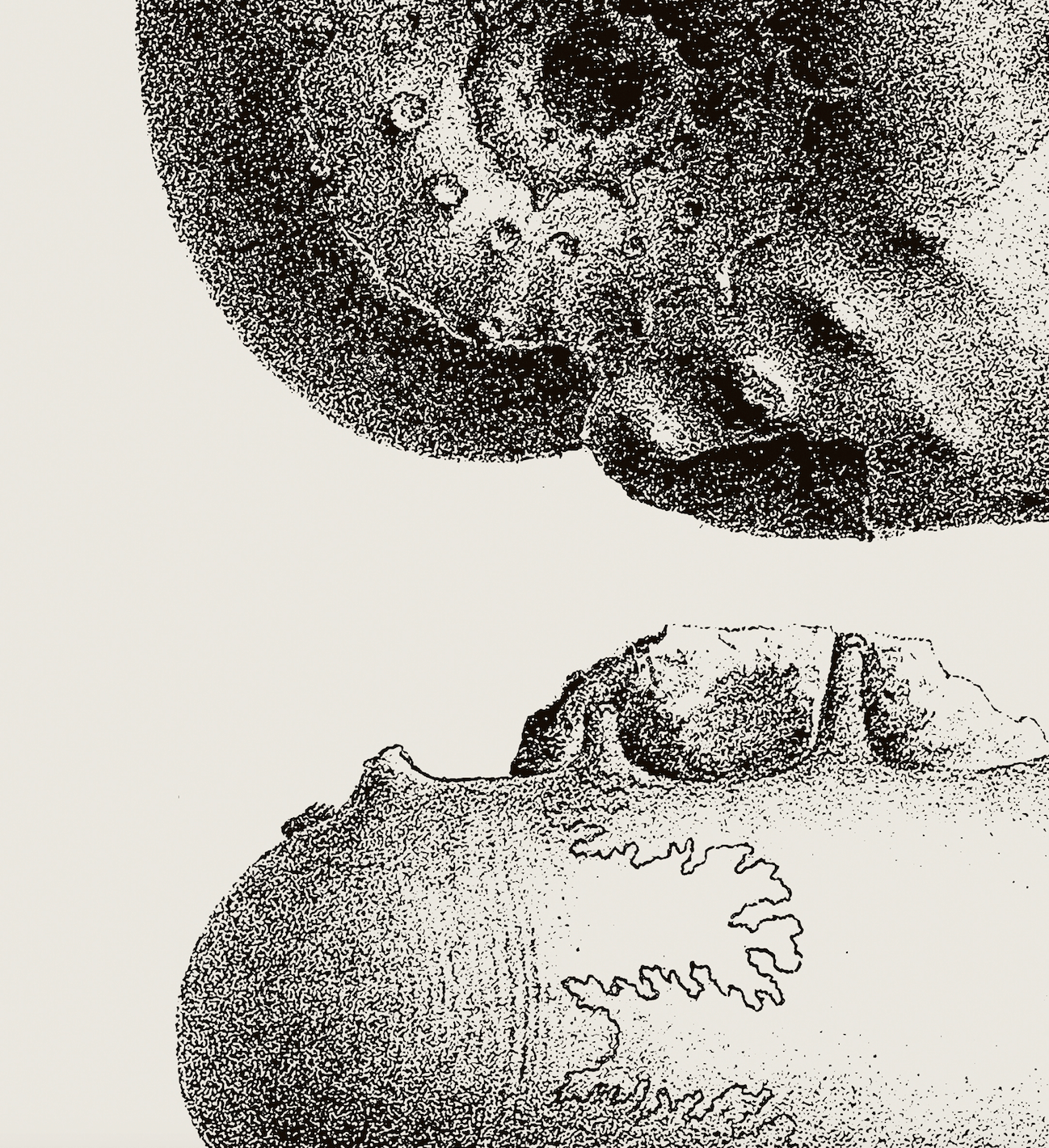 Ammonite | 03 | Fine Art Print
