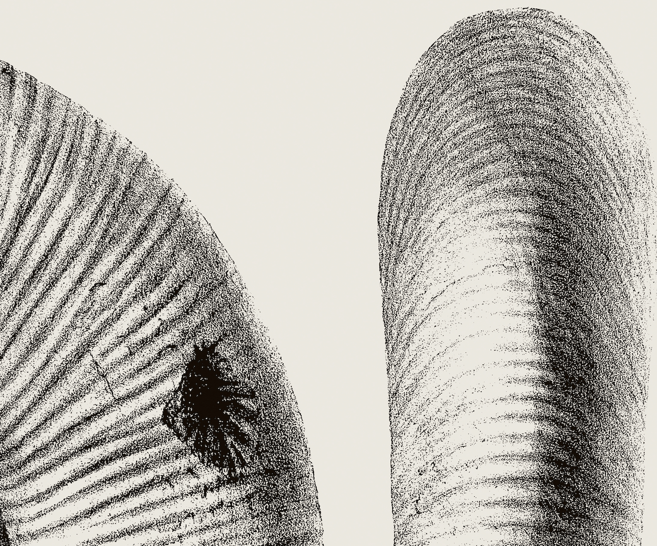 Ammonite | 02 | Fine Art Print