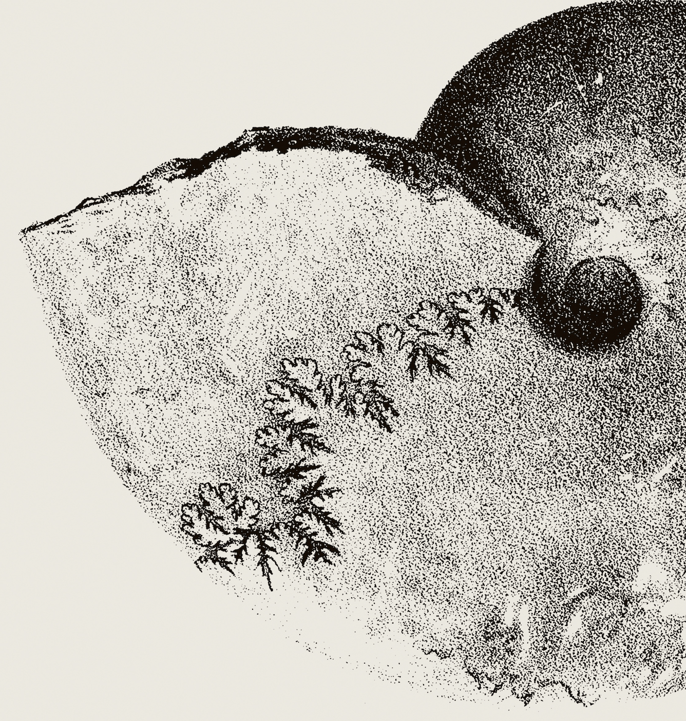 Ammonite | 01 | Fine Art Print