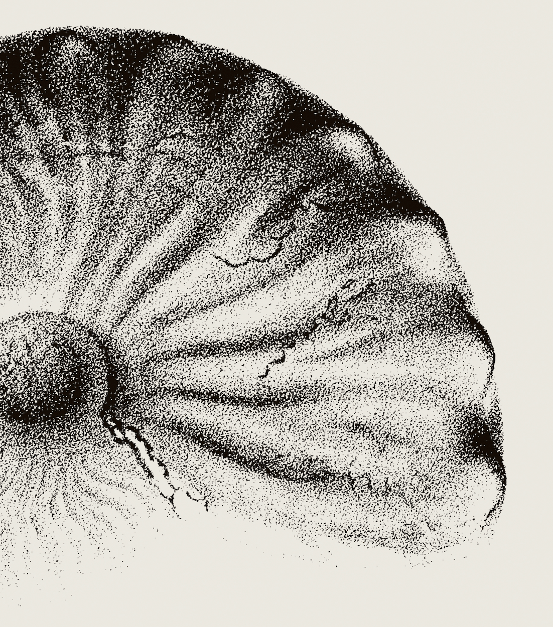 Ammonite | 01 | Fine Art Print