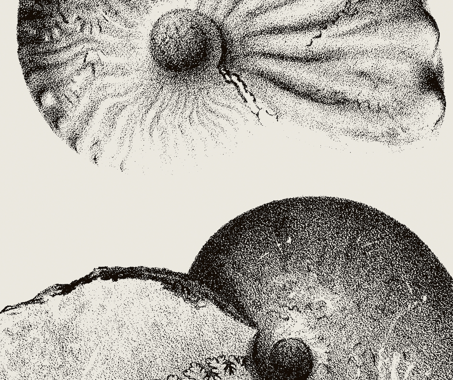 Ammonite | 01 | Fine Art Print