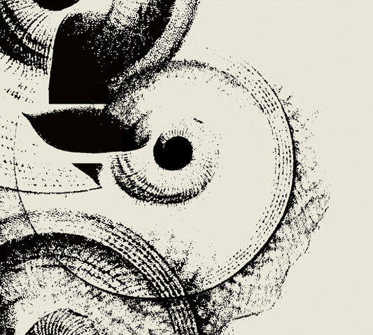 Ammonite | 08 | Fine Art Print