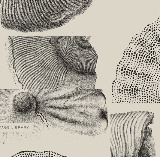 Ammonite | 09 | Fine Art Print