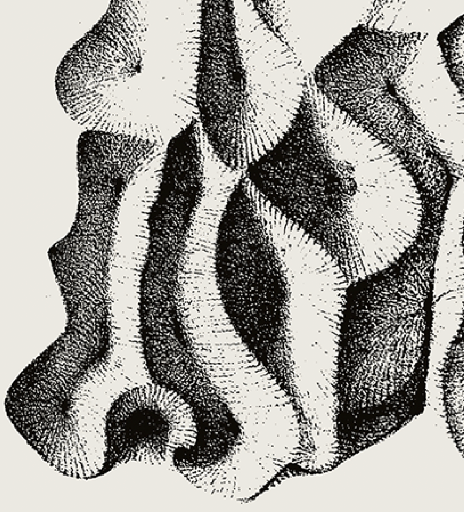Ammonite | 10 | Fine Art Print