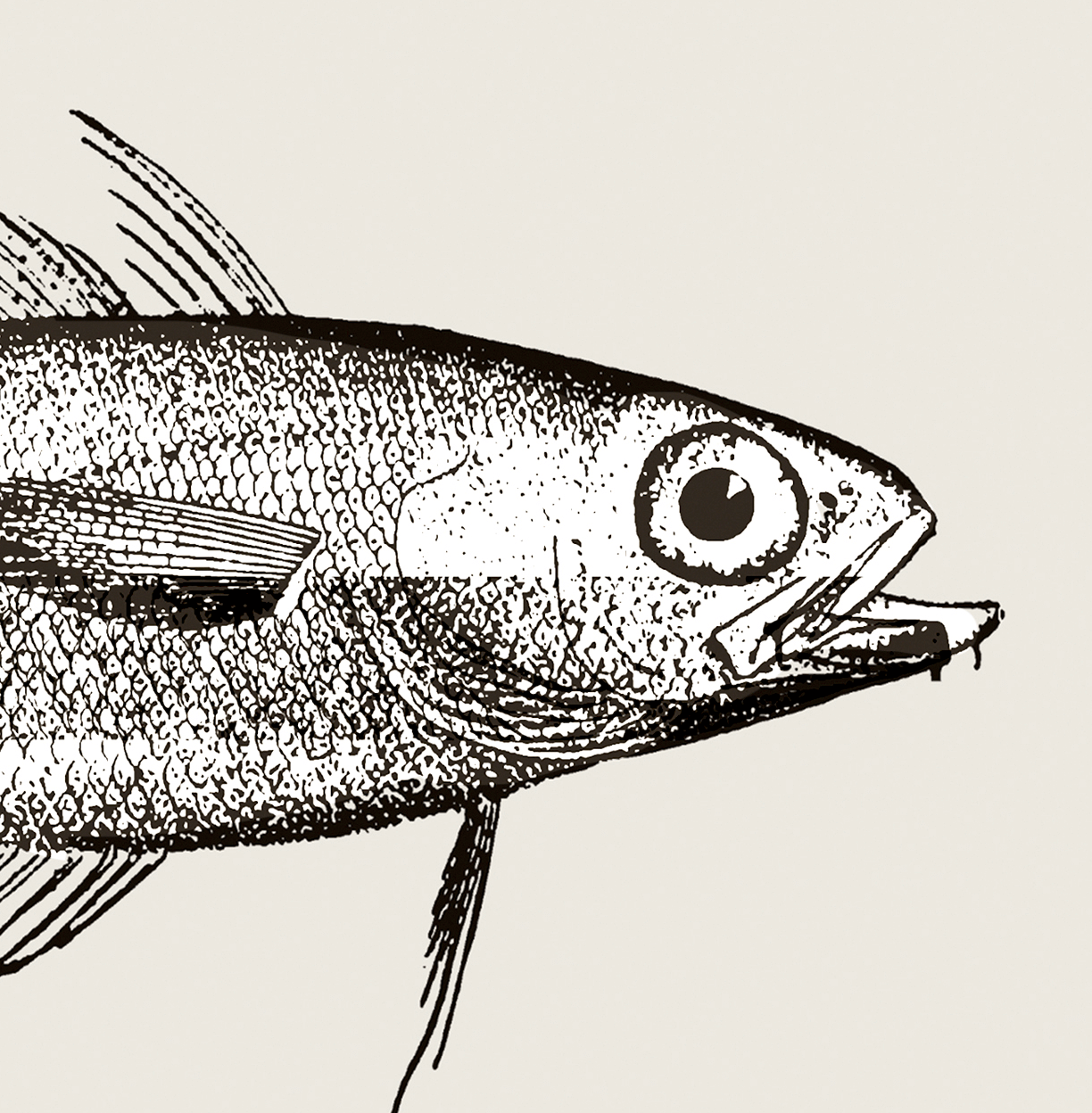 Pisces | 14 | Fine Art Print
