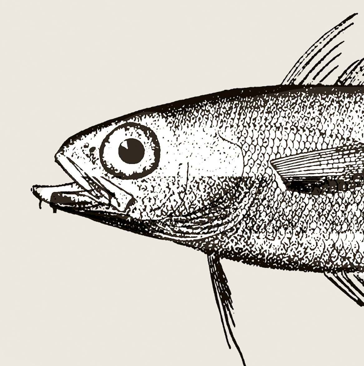 Pisces | 14 | Fine Art Print