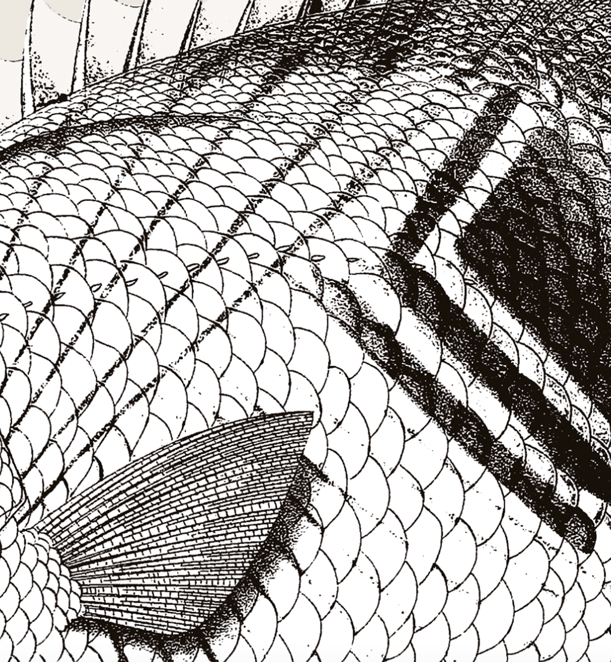Pisces | 04 | Fine Art Print