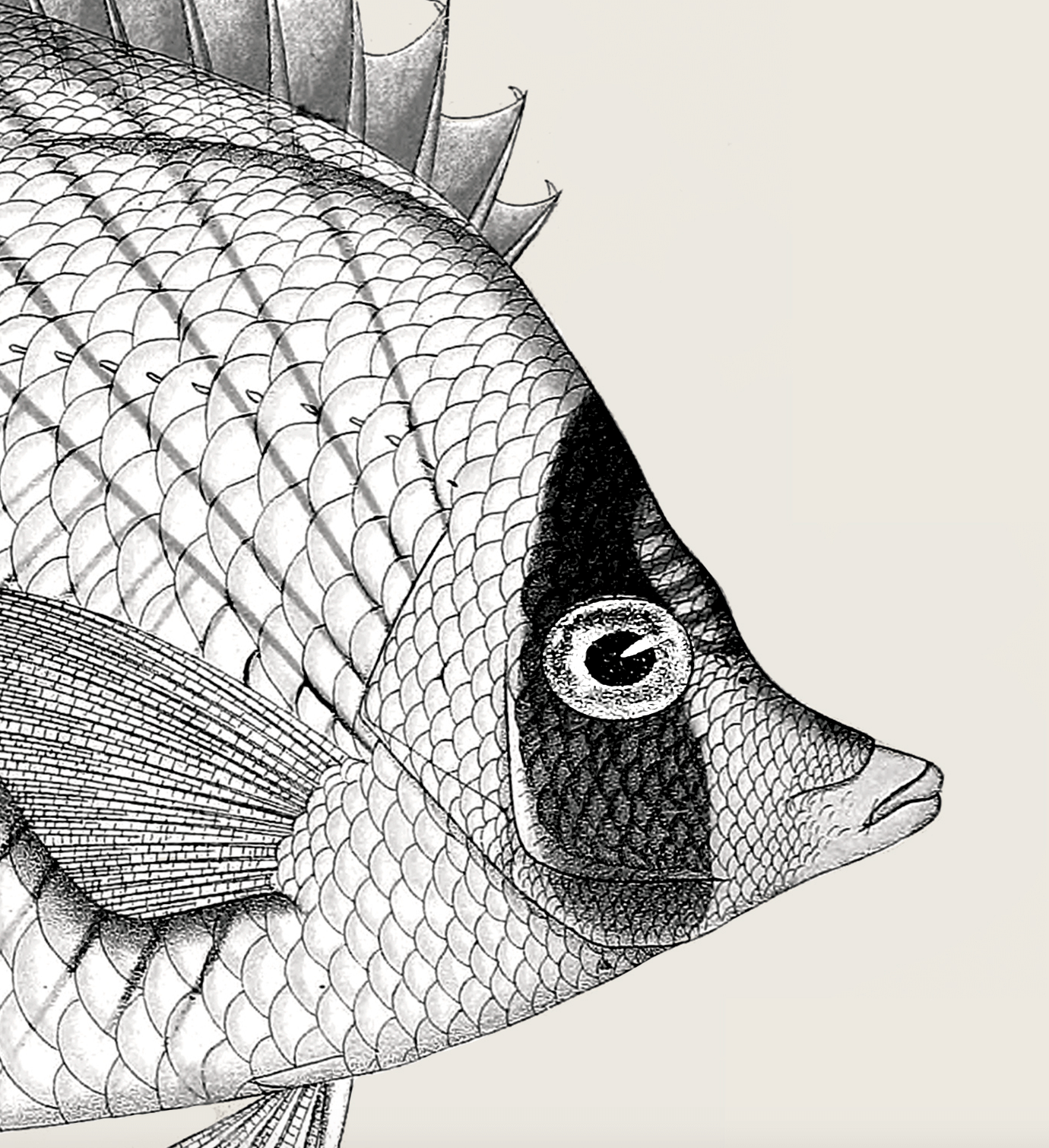 Pisces | 06 | Fine Art Print