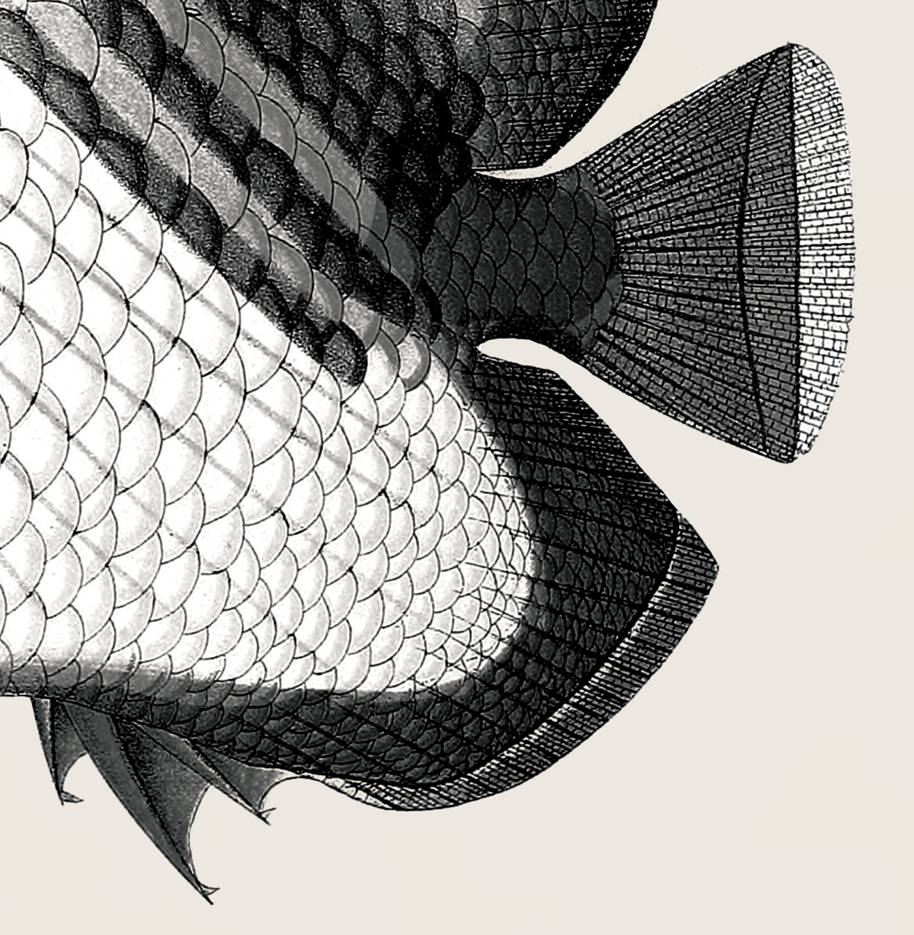 Pisces | 06 | Fine Art Print