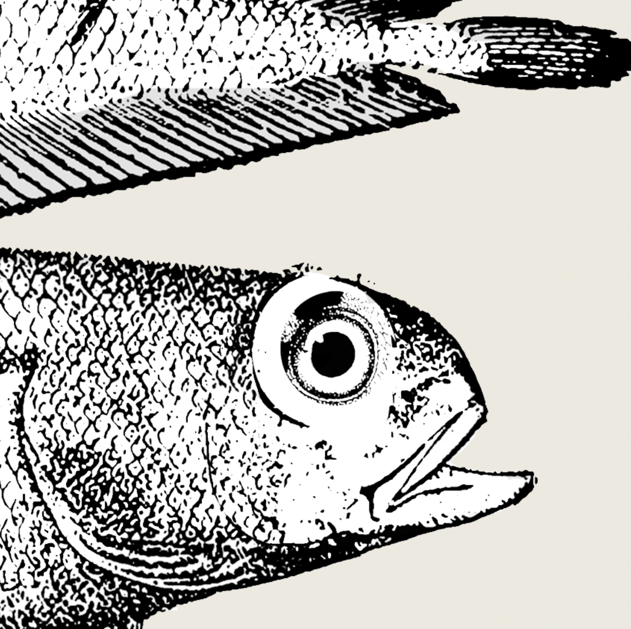 Pisces | 13 | Fine Art Print