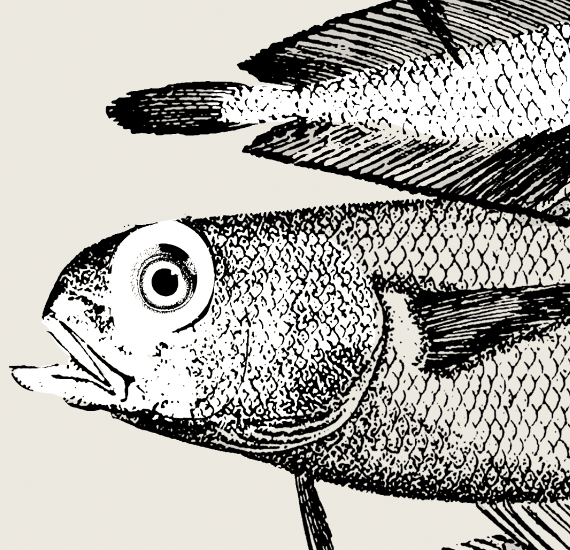 Pisces | 13 | Fine Art Print