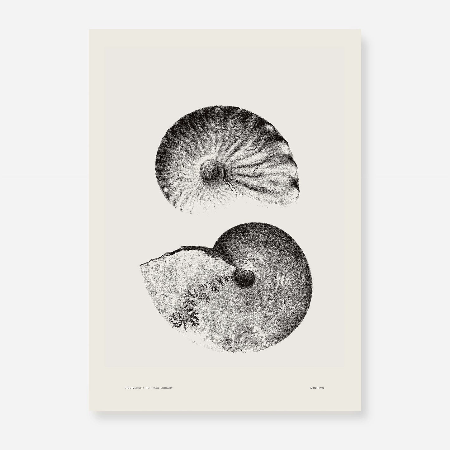 Ammonite | 01 | Fine Art Print