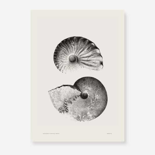 Ammonite | 01 | Fine Art Print