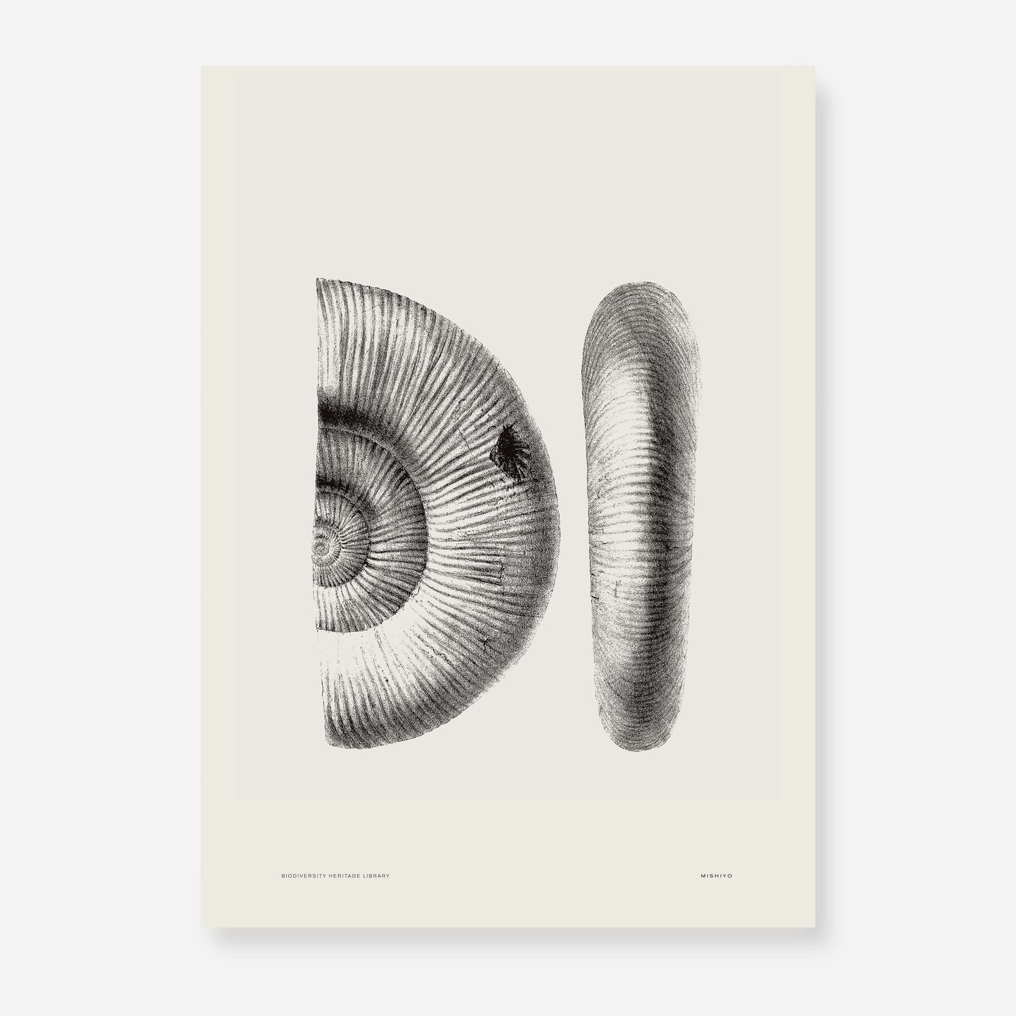 Ammonite | 02 | Fine Art Print