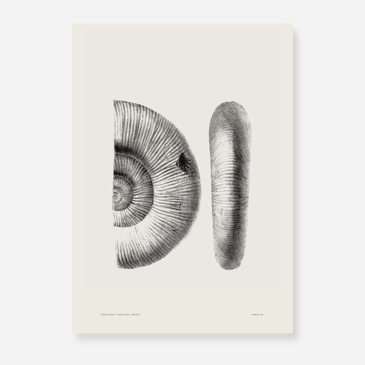Ammonite | 02 | Fine Art Print