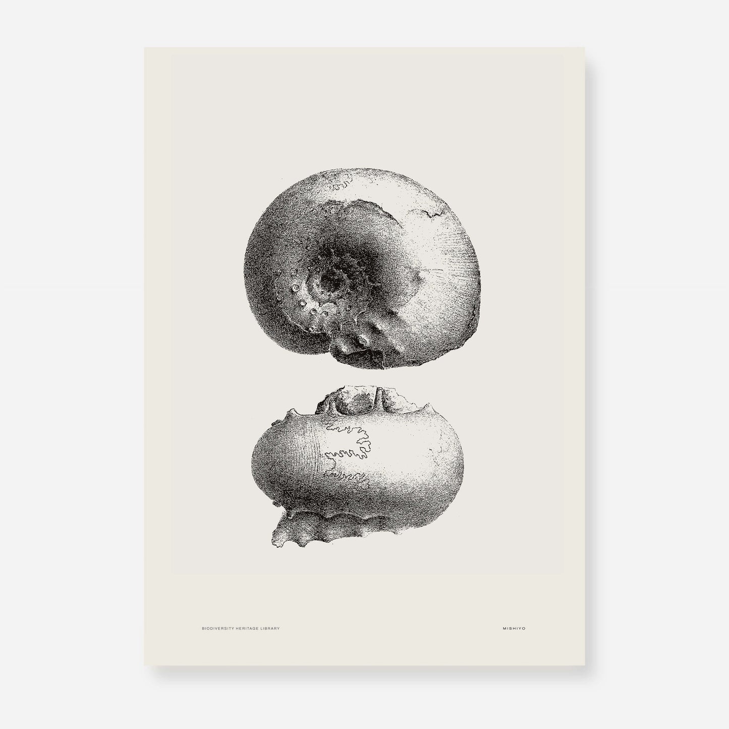 Ammonite | 03 | Fine Art Print