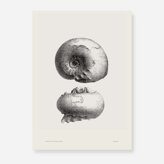 Ammonite | 03 | Fine Art Print