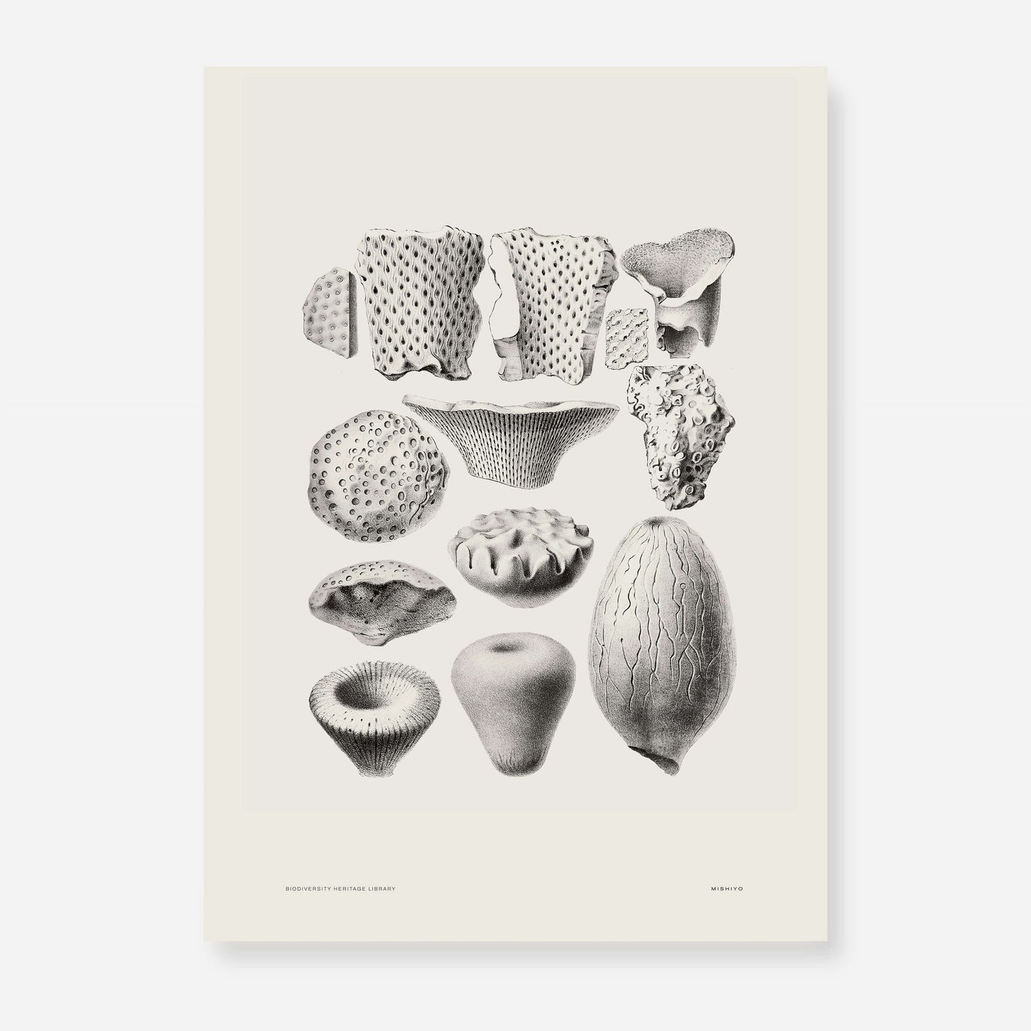 Ammonite | 04 | Fine Art Print