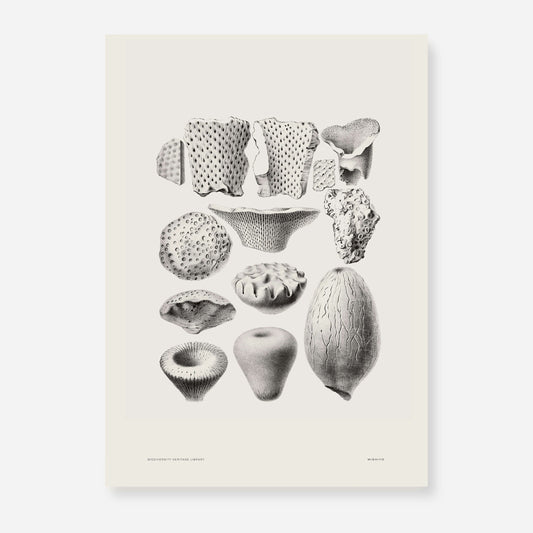Ammonite | 04 | Fine Art Print