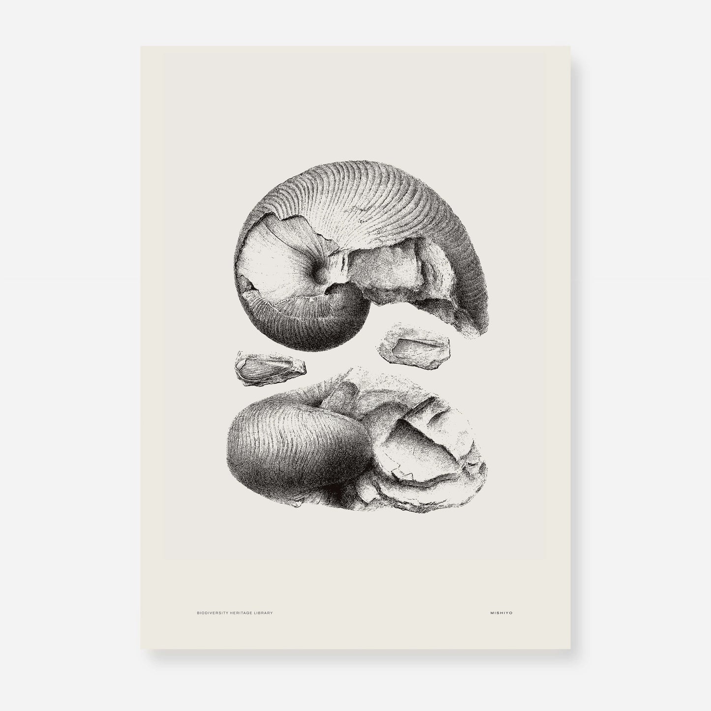 Ammonite | 05 | Fine Art Print