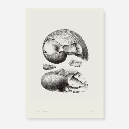 Ammonite | 05 | Fine Art Print