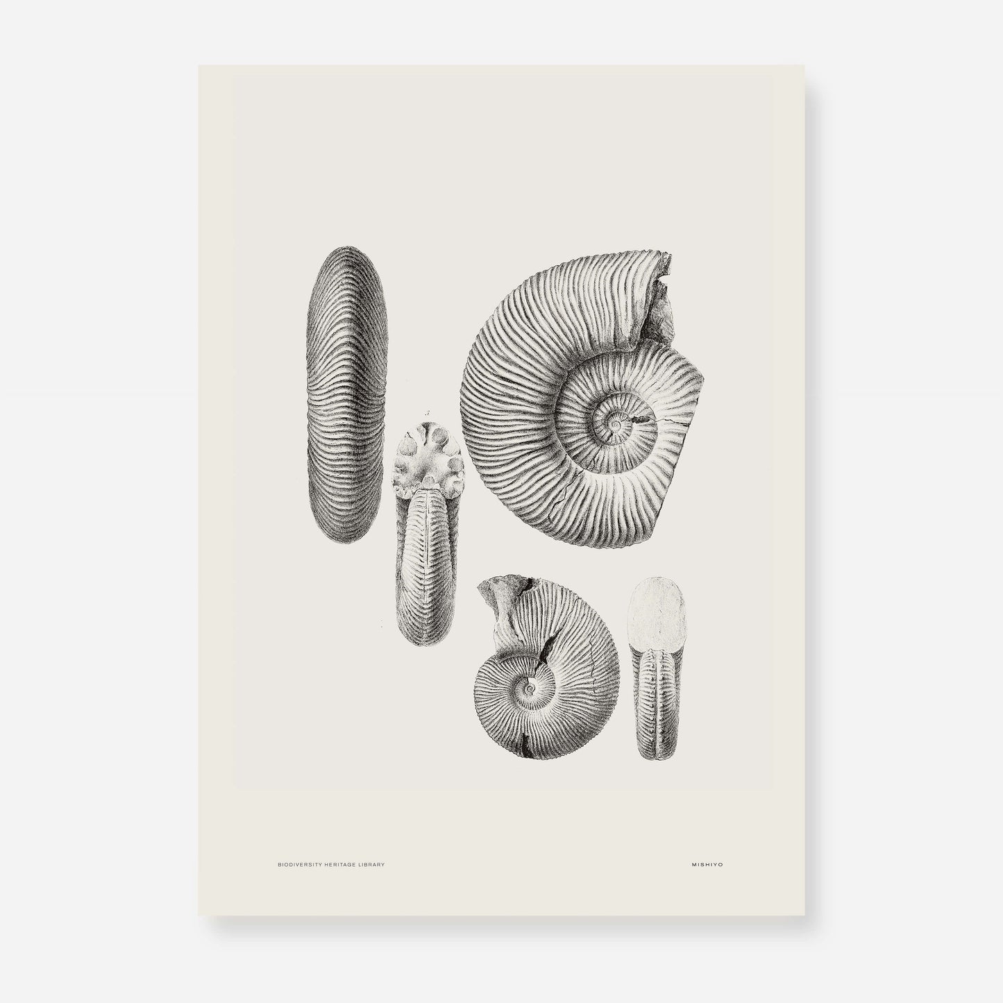 Ammonite | 06 | Fine Art Print