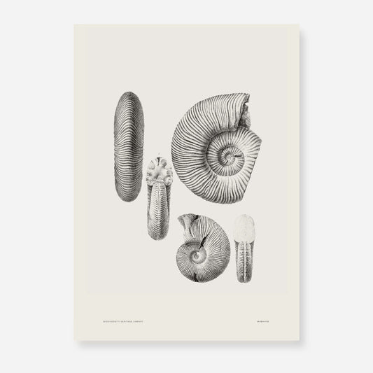 Ammonite | 06 | Fine Art Print