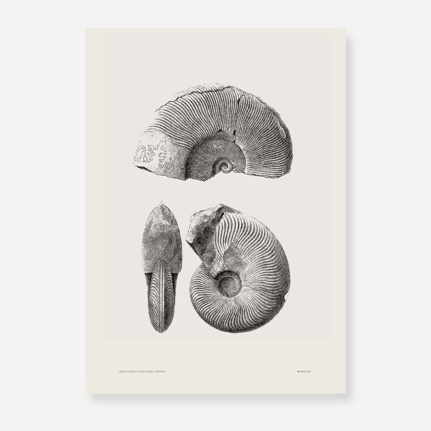 Ammonite | 07 | Fine Art Print