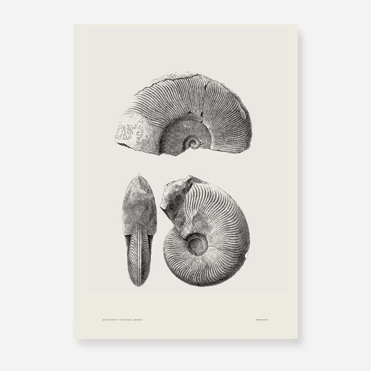 Ammonite | 07 | Fine Art Print