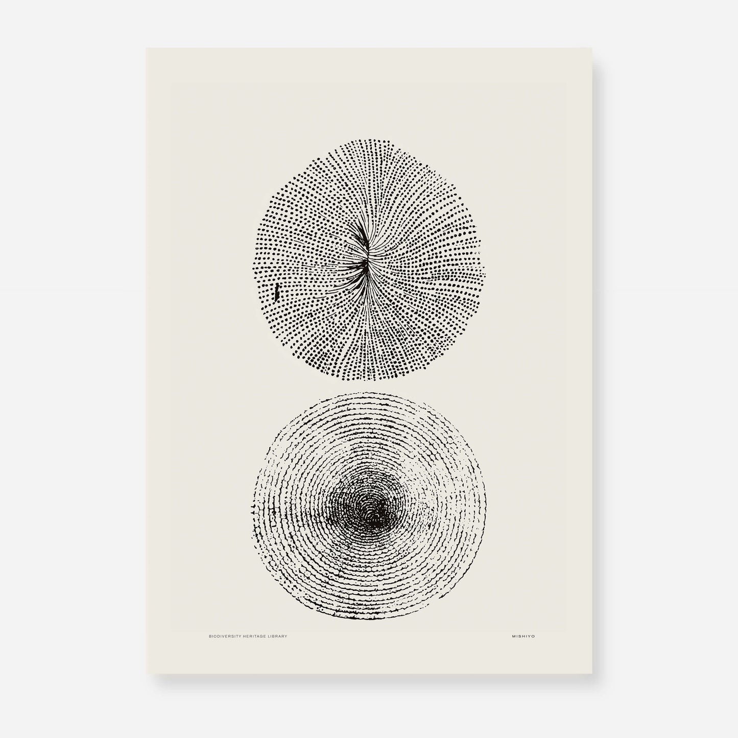 Coastal Drift | 22 | Fine Art Print