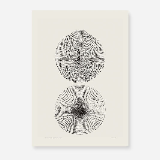 Coastal Drift | 22 | Fine Art Print