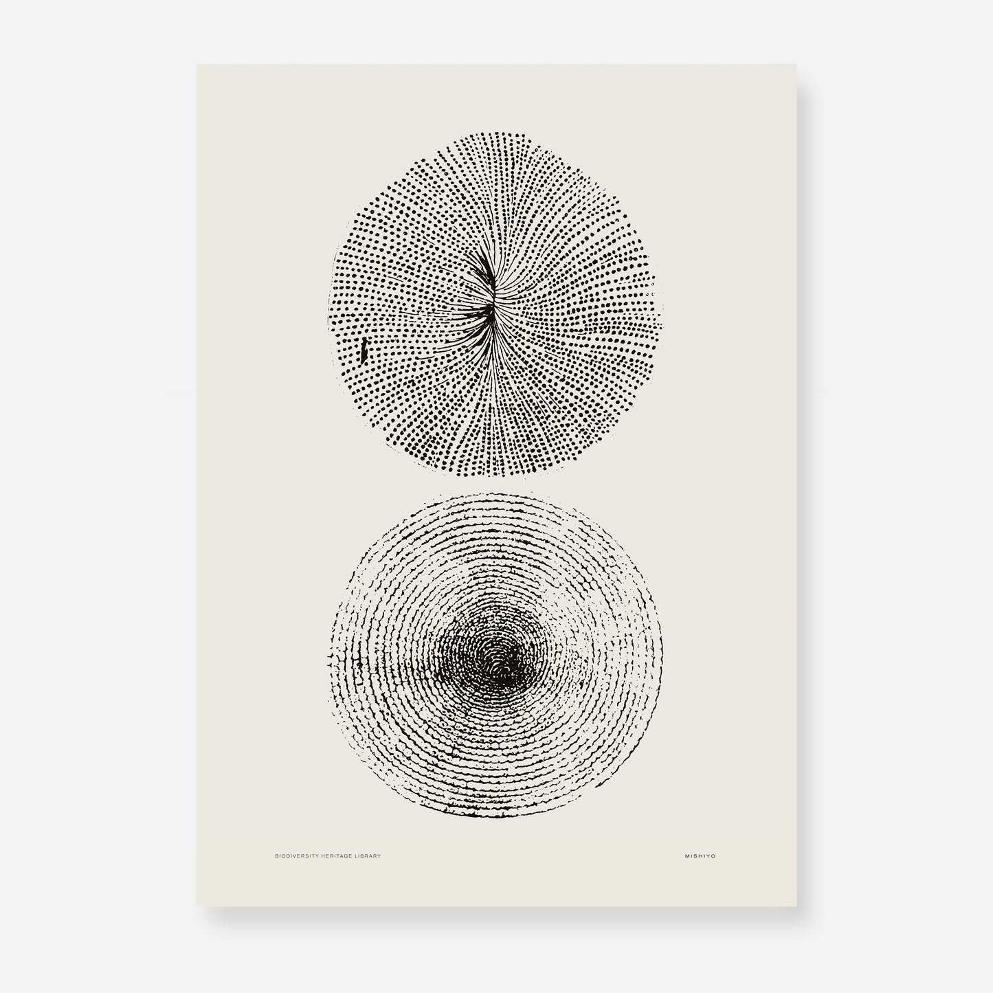 Ammonite | 08 | Fine Art Print