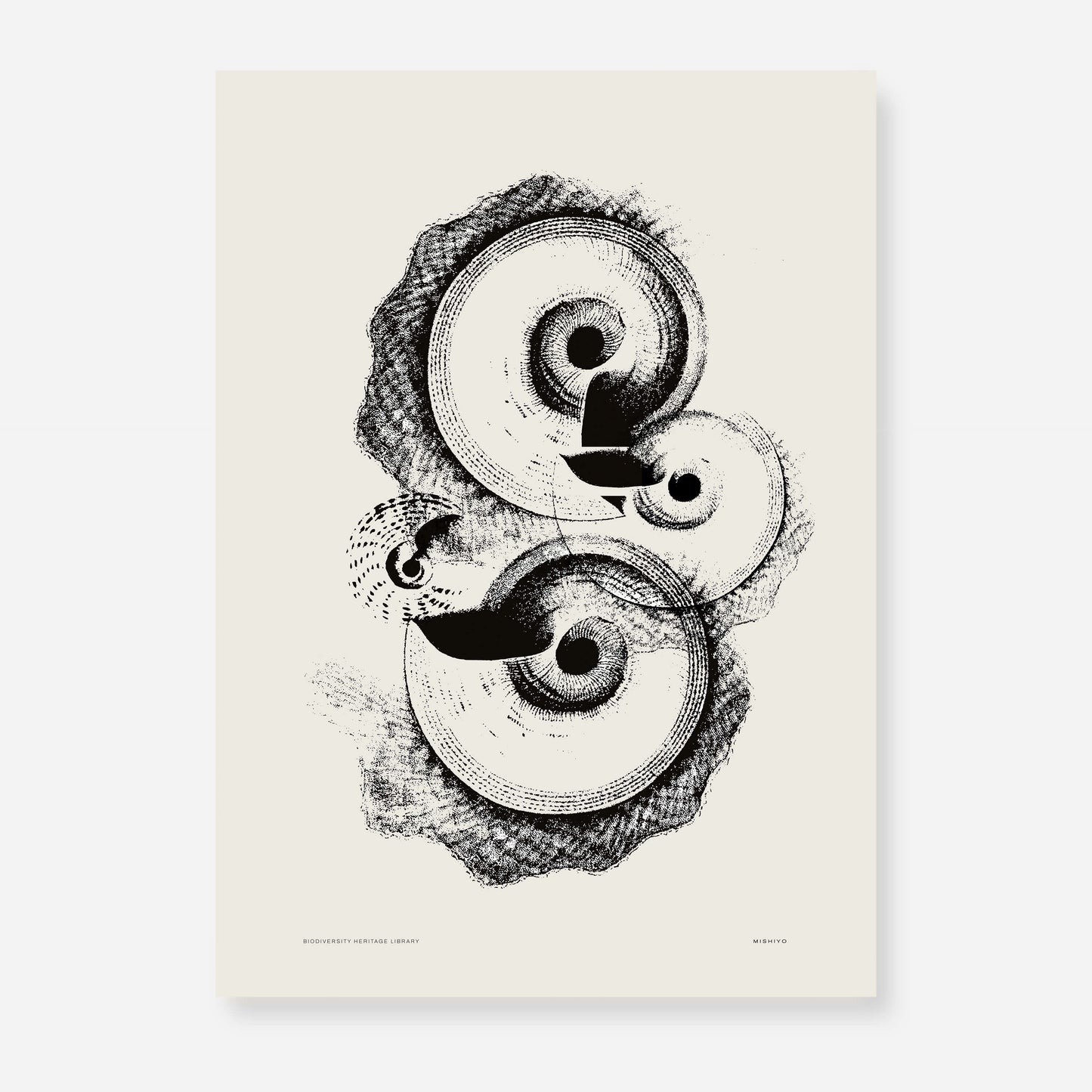 Ammonite | 08 | Fine Art Print
