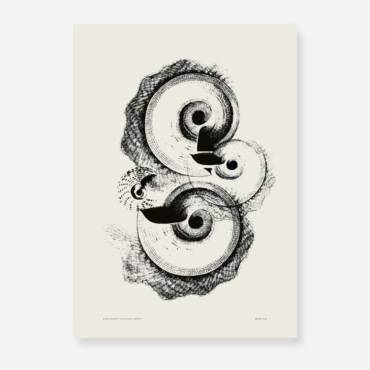 Ammonite | 08 | Fine Art Print